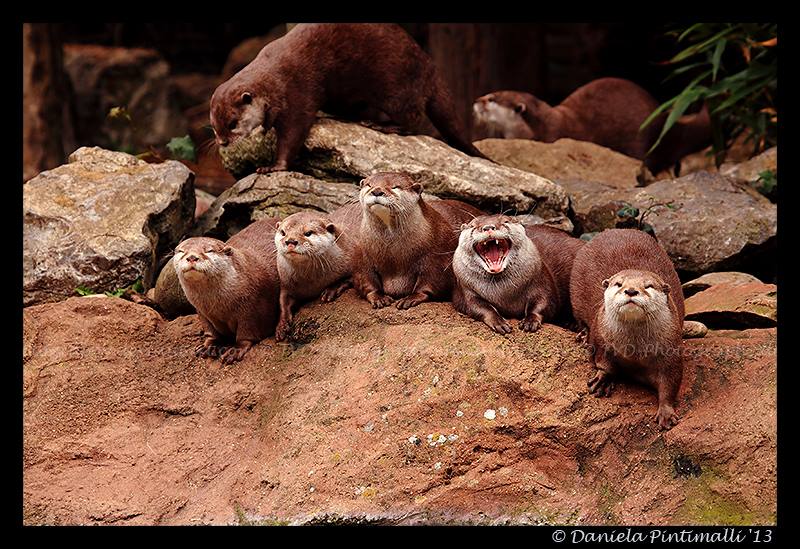 Otter Group