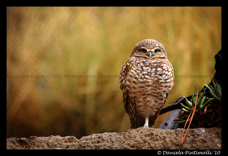 Burrowing Owl