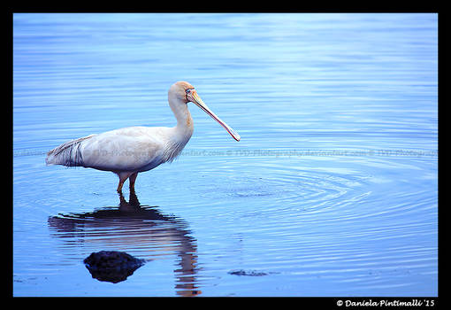 Spoonbill II