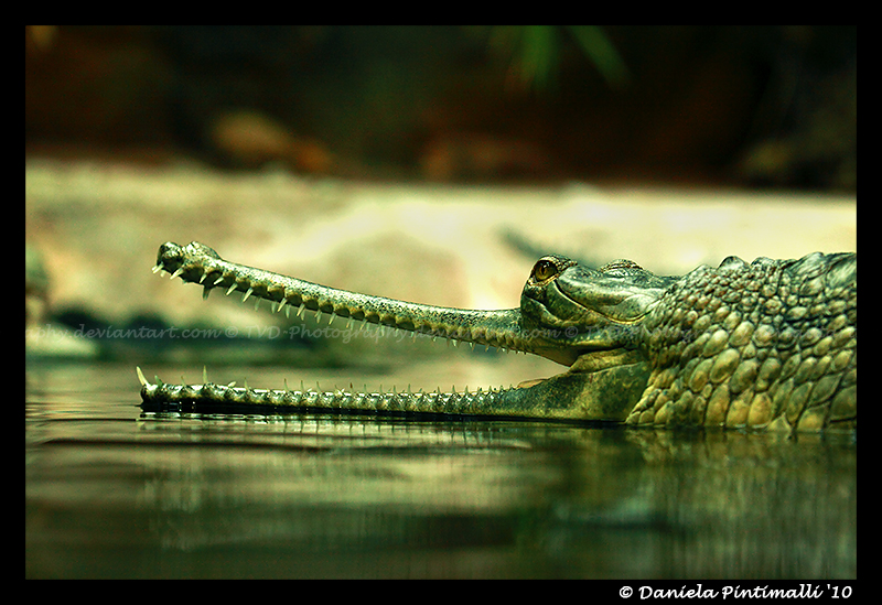 Gharial