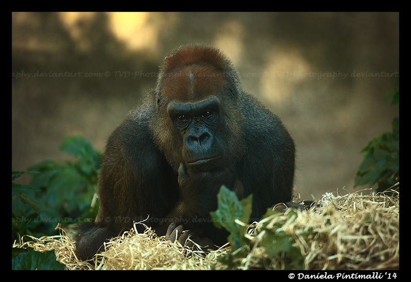 Gorilla Portrait IV