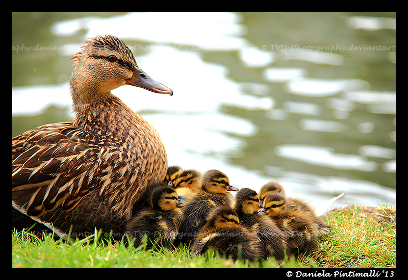 Duck family