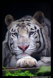 White Tiger stare