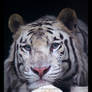 White Tiger stare