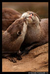 Otterly Adorable III by TVD-Photography