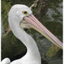 Pelican closeup