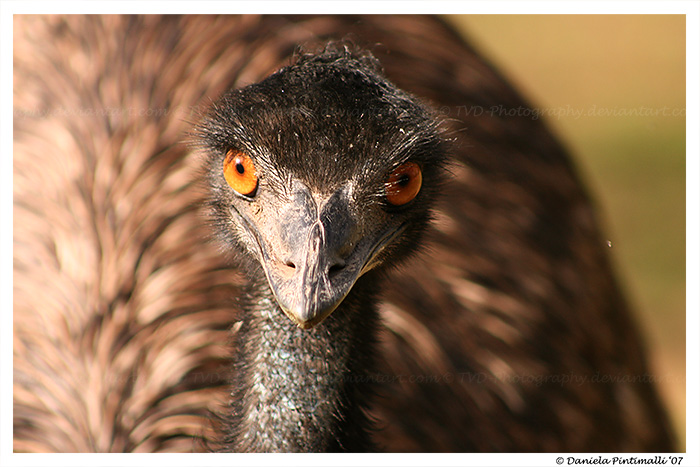 Emu