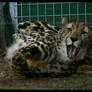 Cheetah: Laugh