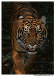 Tiger approaching by TVD-Photography