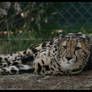 King Cheetah Relaxing