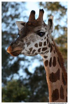 Giraffe Portrait