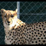 November cheetah