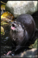 Hungry Otter