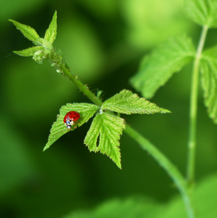 Ladybug