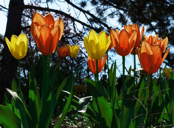 Tulips