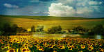 Sunflowers morning by Louisolah