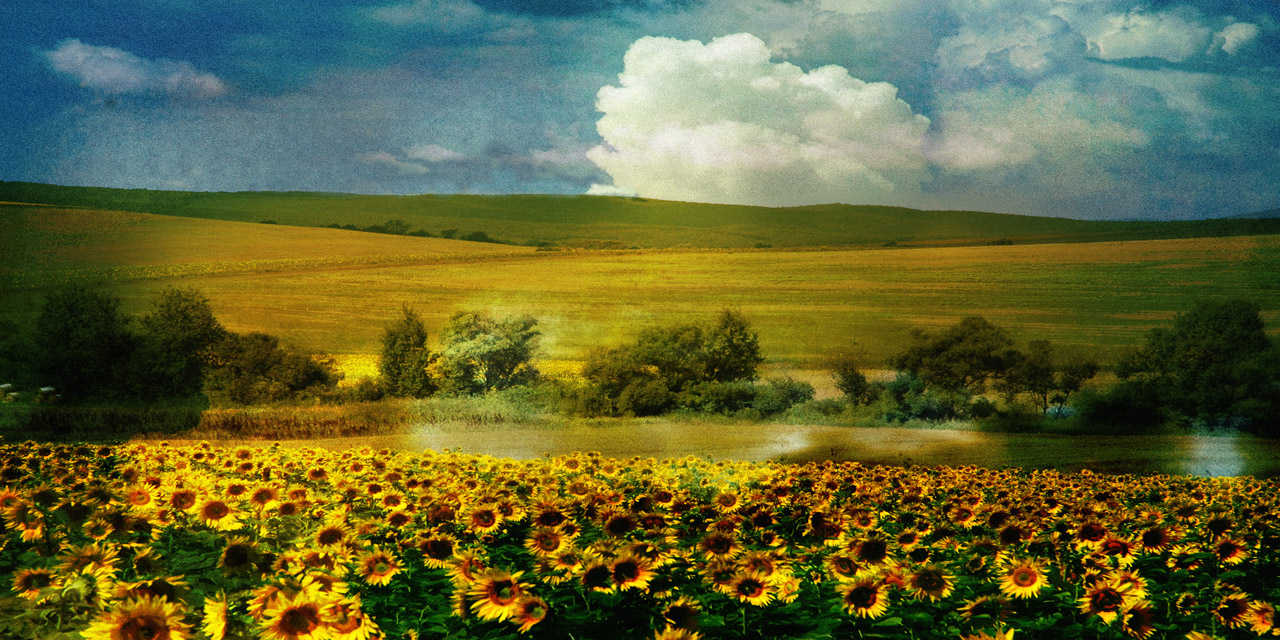 Sunflowers morning