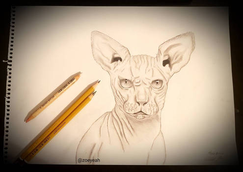 Sphynx-ish