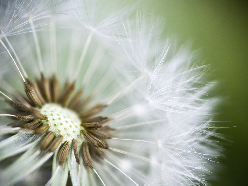 Taraxacum I