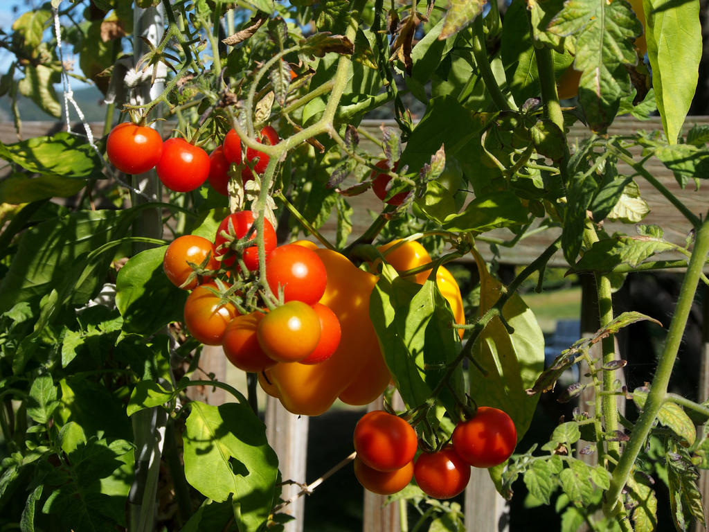 Tomato Bounty Continues 2