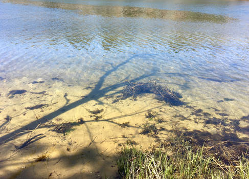 Shadow Tree on the Water