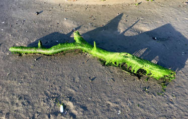 Moonscape With Algae