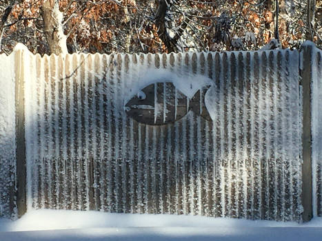 Snow Fish