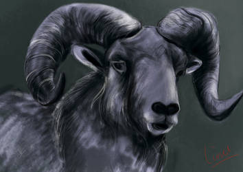 Aries - Ram