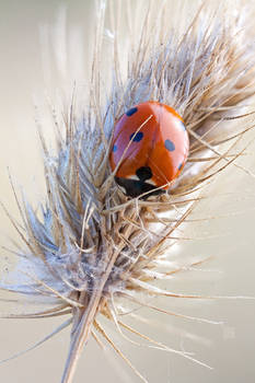 ladybird