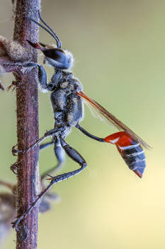 wasp (Ammophilinae sp.)