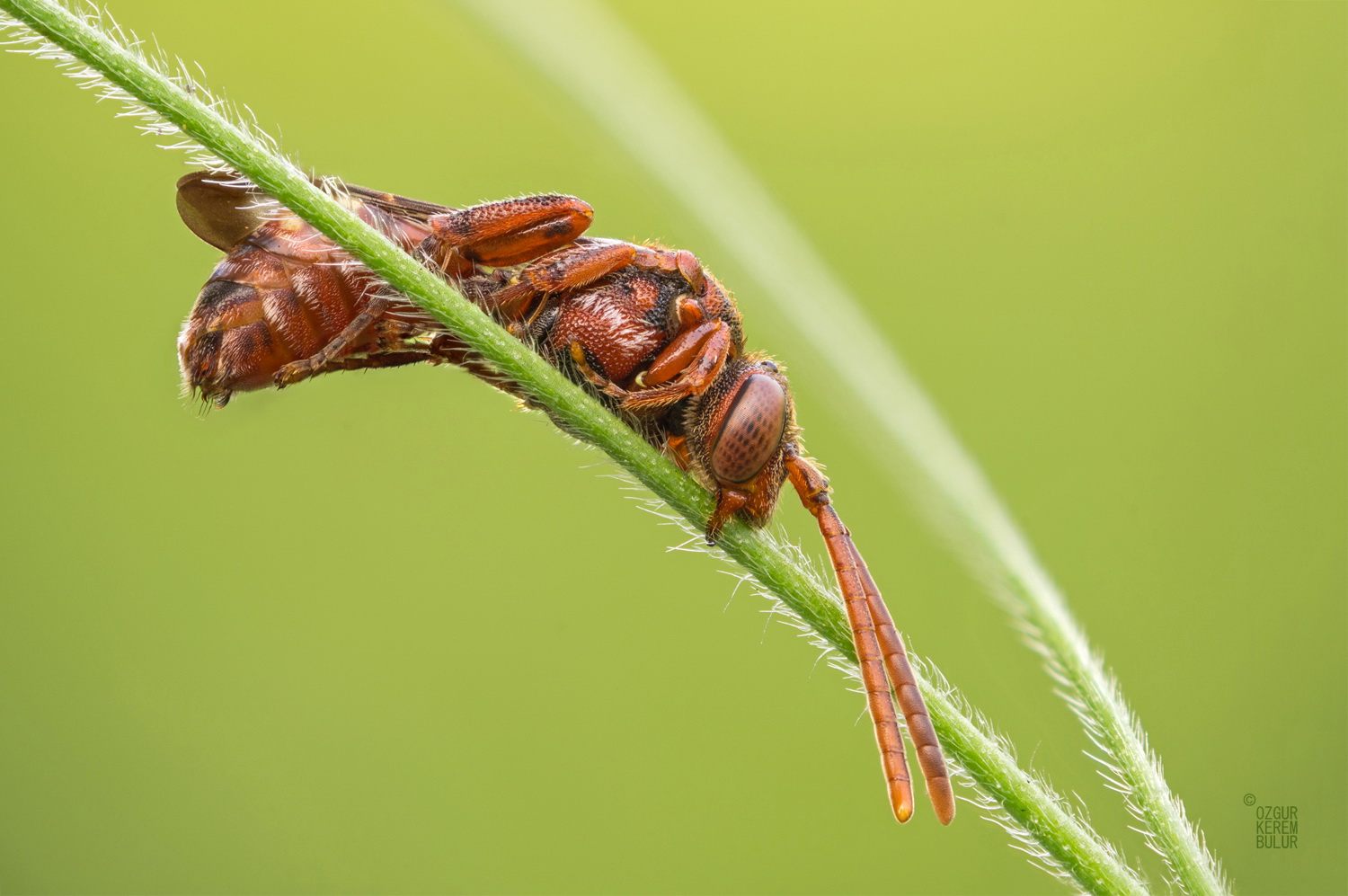 nomada SP. II