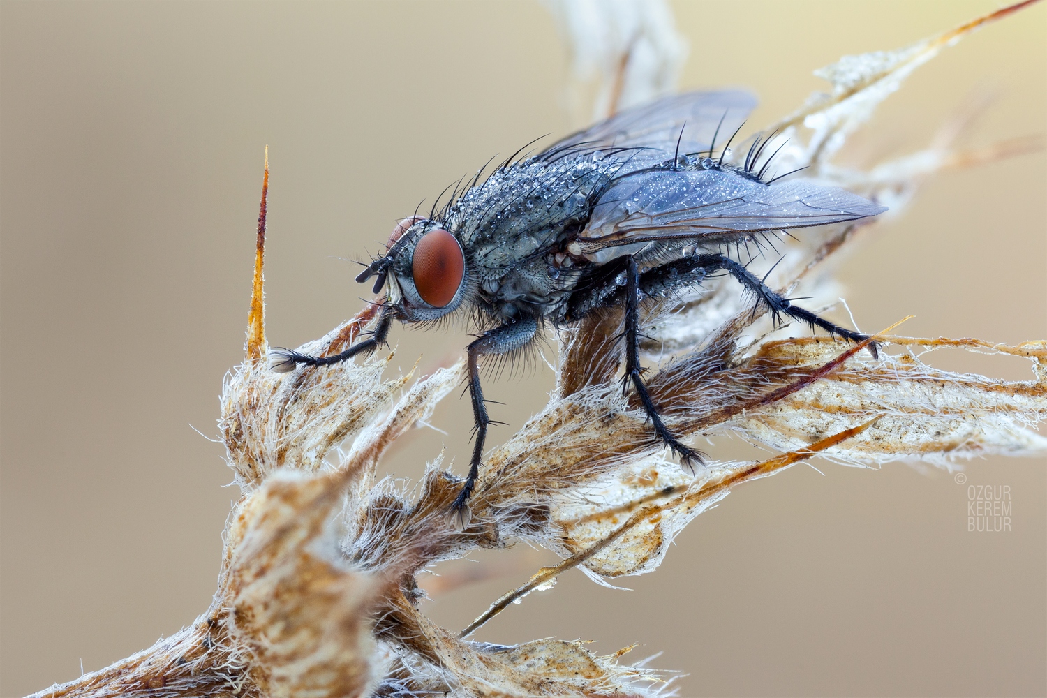 a Flesh fly