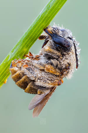 habropoda sp. in warm morning light by zgrkrmblr