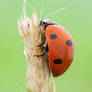 seven spotted lady bird