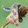 marbled skipper in rest