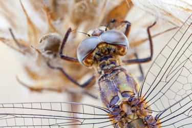 dragonfly dorsal view