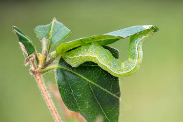 SilverY (looper) Caterpillar