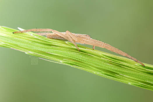 A slender crab spider