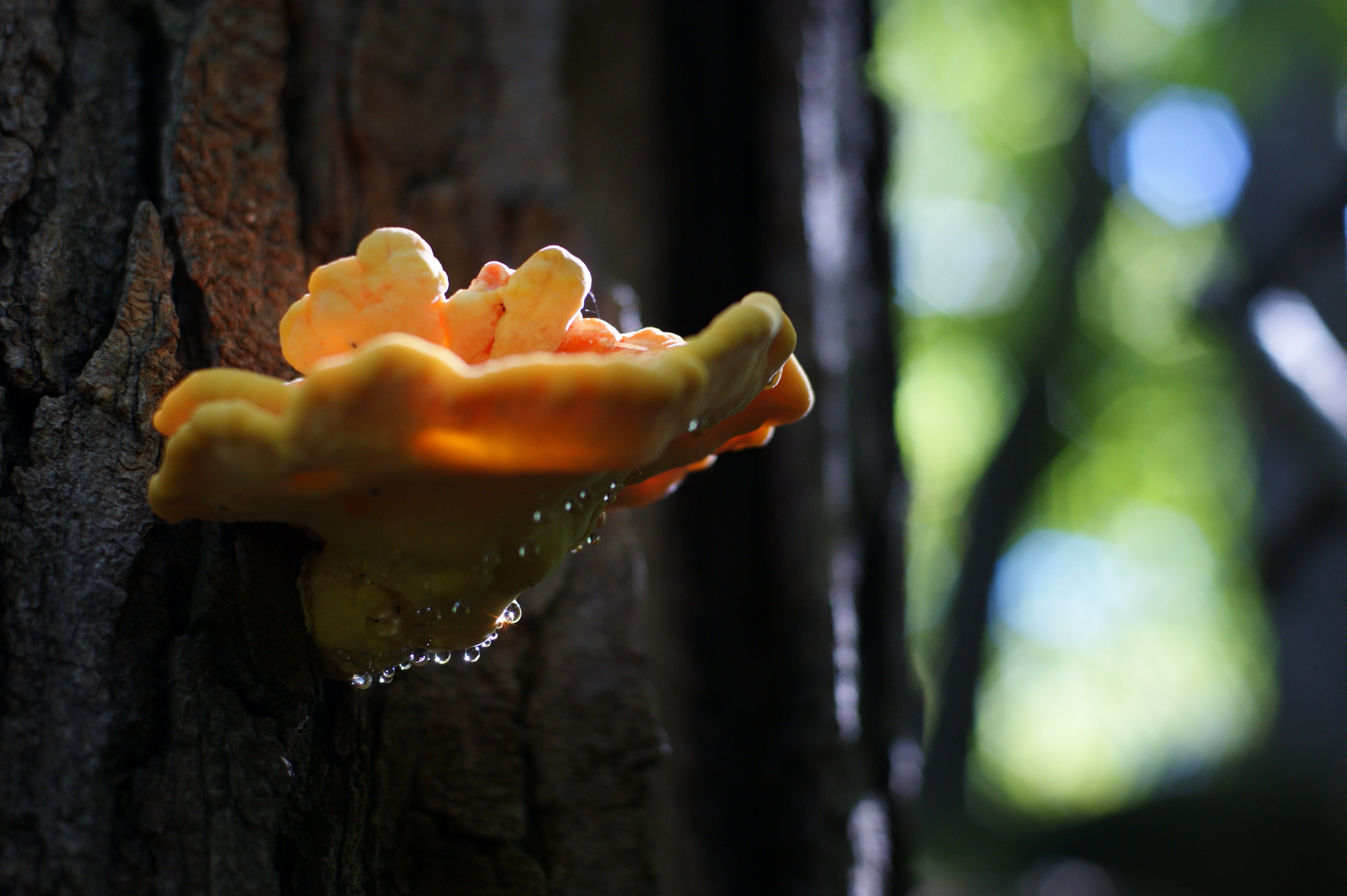 Mushroom in the Sunlight