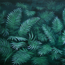 Fern