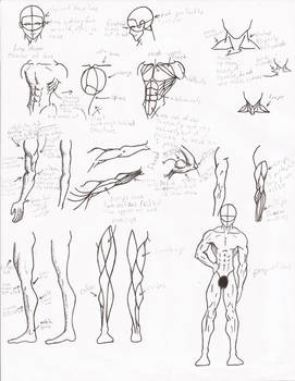 Muscle Anatomy