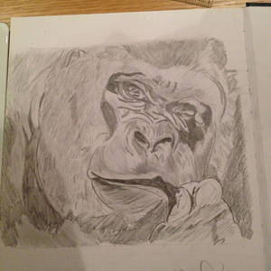 Gorilla chewing a straw