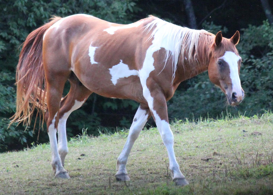 Chestnut Paint Stock 3