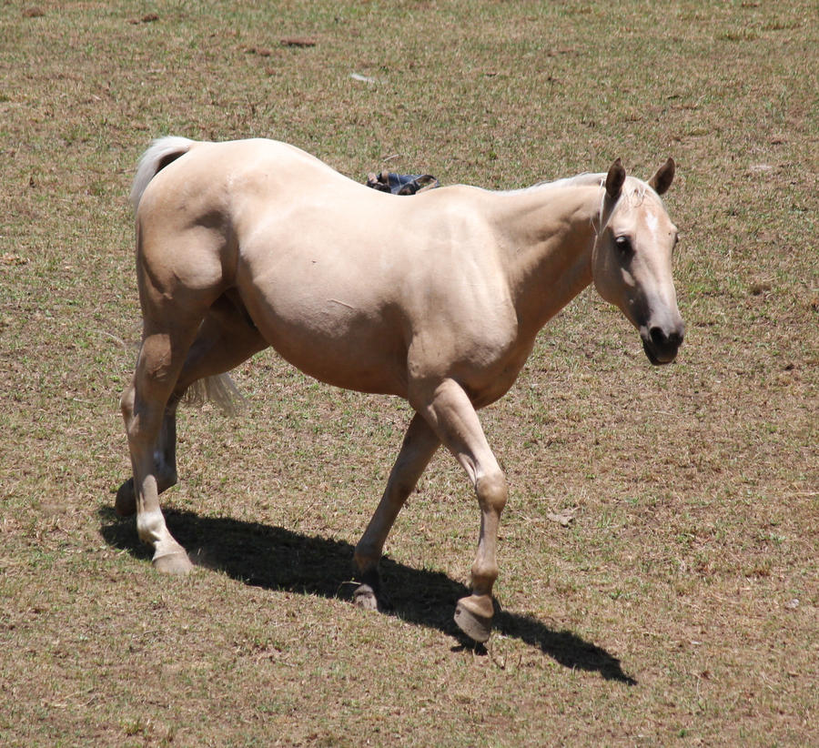 Palomino Stock 16