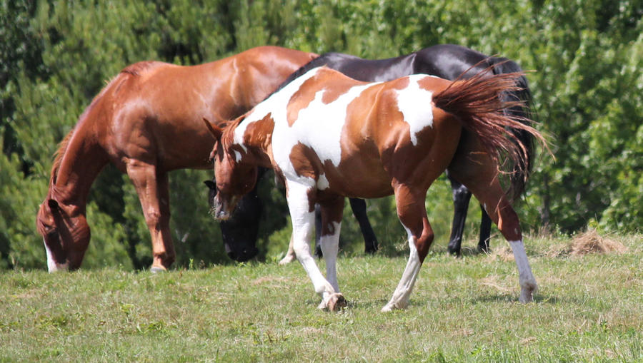 Chestnut Paint Stock 7