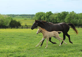 Mare and Foal Stock 12