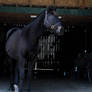 Percheron x Thoroughbred Full Body