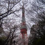 cherry tree tokyo tower