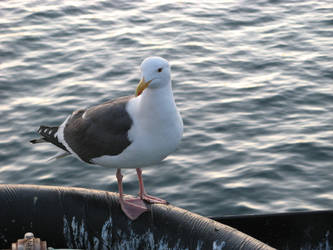 'Pink Foot Gull on Pipe'