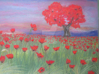 Poppy field